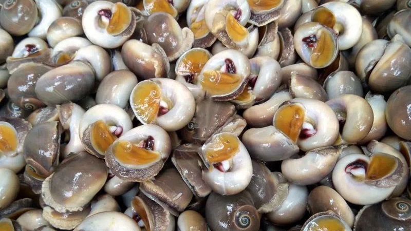 bị sẹo có ăn ốc được không​