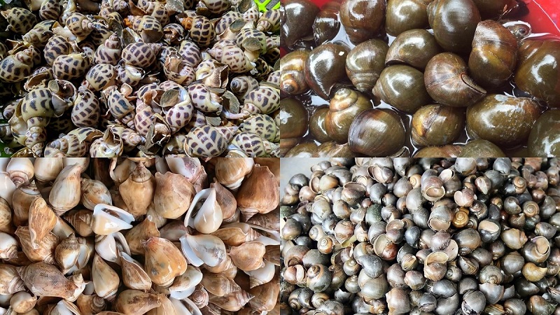 Bị vết thương hở bao lâu được ăn ốc?