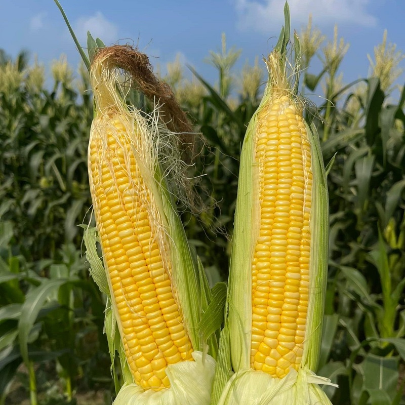 ăn bắp có bị sẹo lồi không