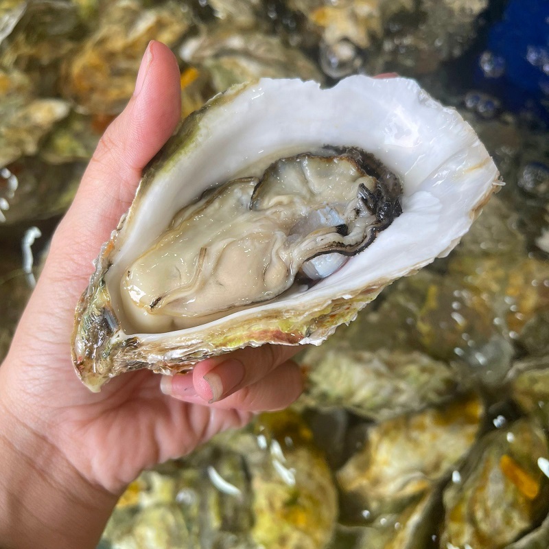 Bị vết thương hở bao lâu được ăn hàu?